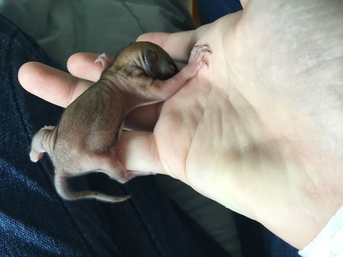 I Run A Small Animal Rescue: This Is What I See Every Day