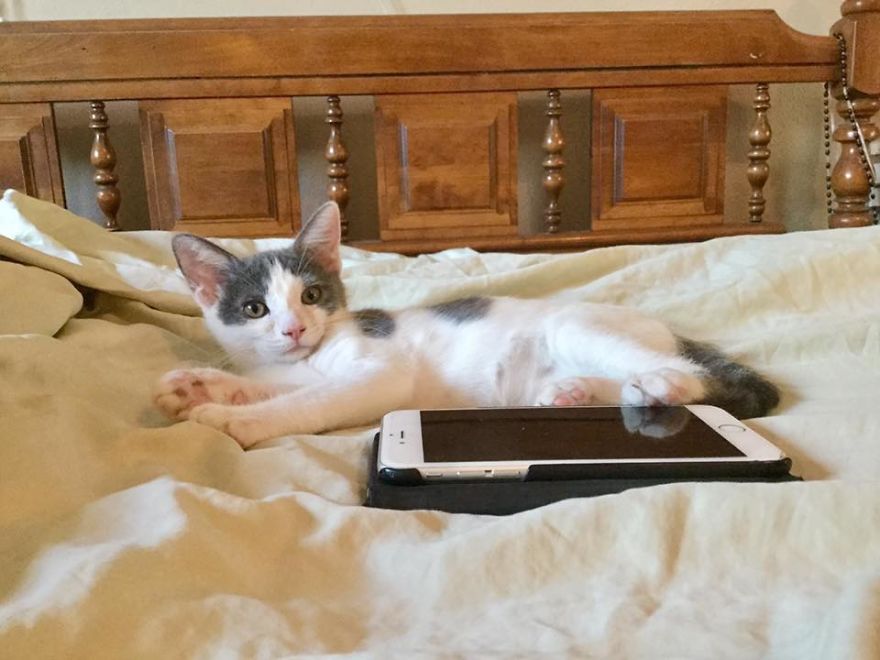 A Chance At Life: A Kitten's Story