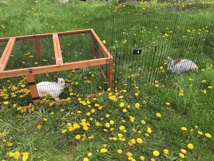 I Run A Small Animal Rescue: This Is What I See Every Day