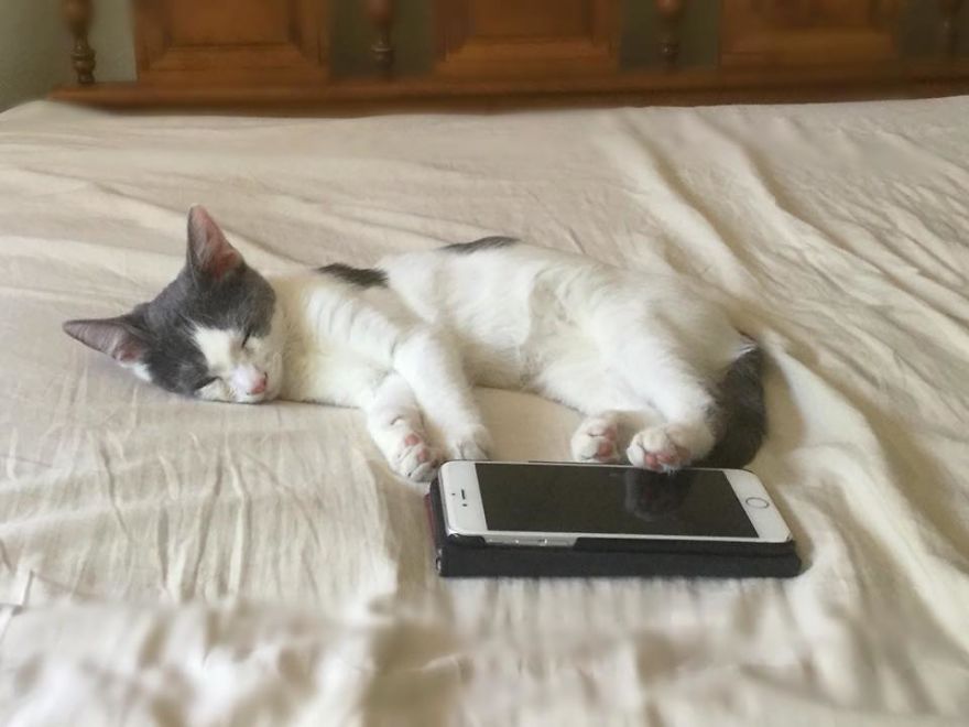 A Chance At Life: A Kitten's Story A Chance At Life: A Kitten's Story