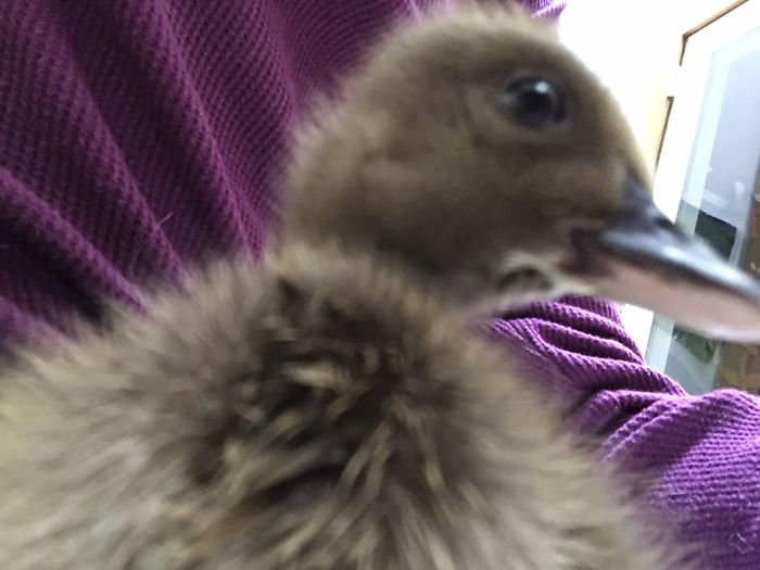 I Run A Small Animal Rescue: This Is What I See Every Day