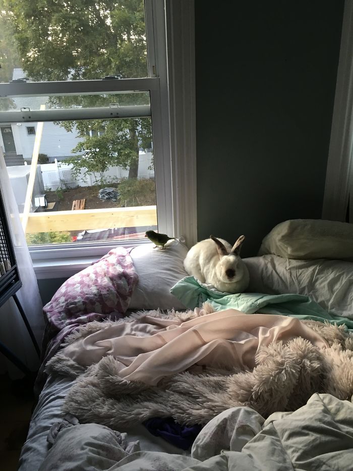 I Run A Small Animal Rescue: This Is What I See Every Day