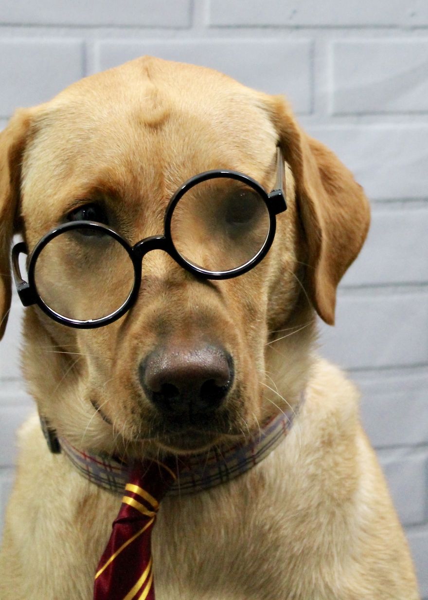 I Took Doggo School Pictures And These Are The Bloopers (So Far!)