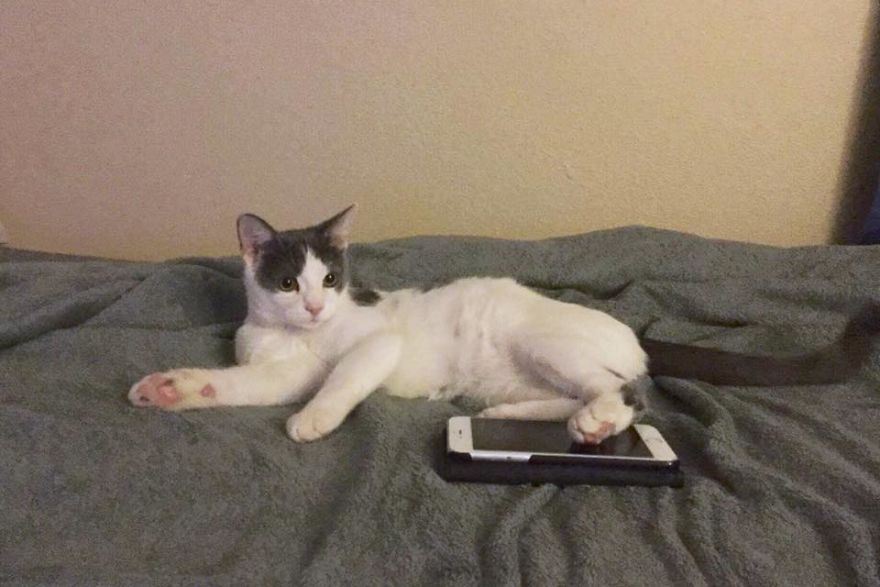 A Chance At Life: A Kitten's Story A Chance At Life: A Kitten's Story