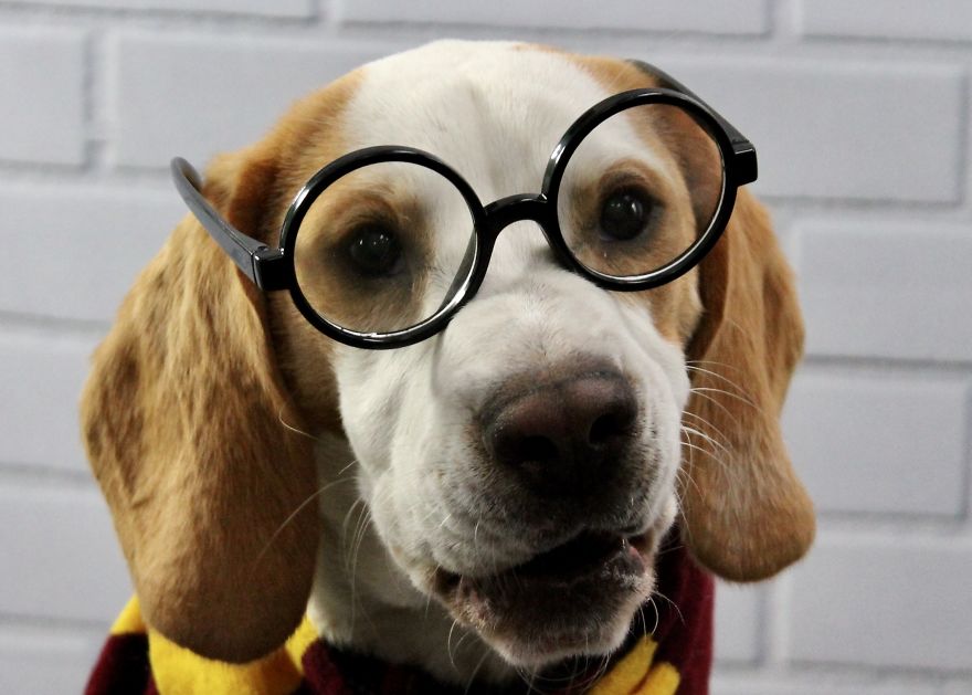 I Took Doggo School Pictures And These Are The Bloopers (So Far!)