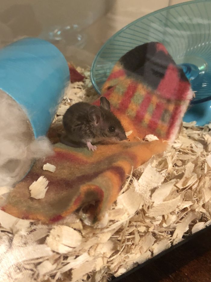 I Run A Small Animal Rescue: This Is What I See Every Day