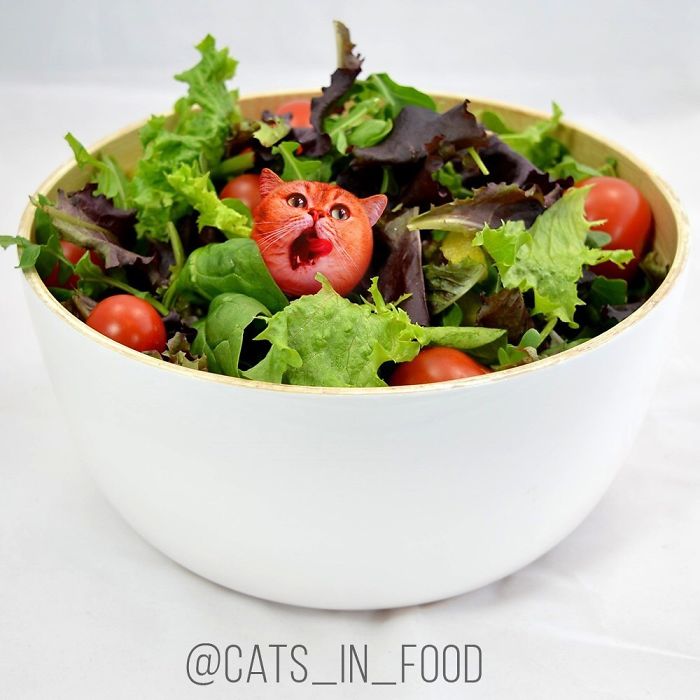 I Photoshop Cats Into Food
