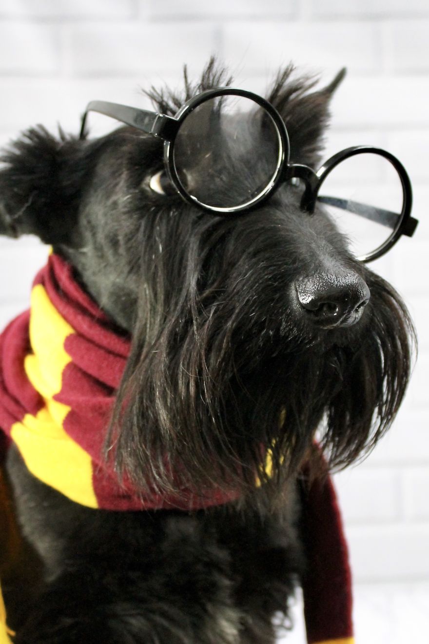 I Took Doggo School Pictures And These Are The Bloopers (So Far!)