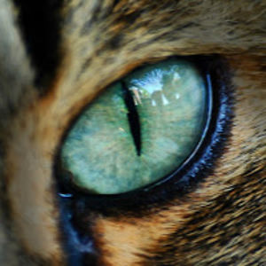 jainabartlett avatar