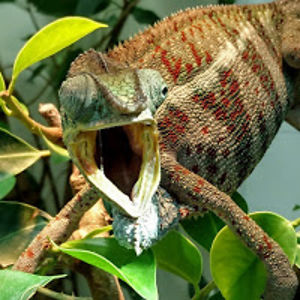 deshainnanouk avatar