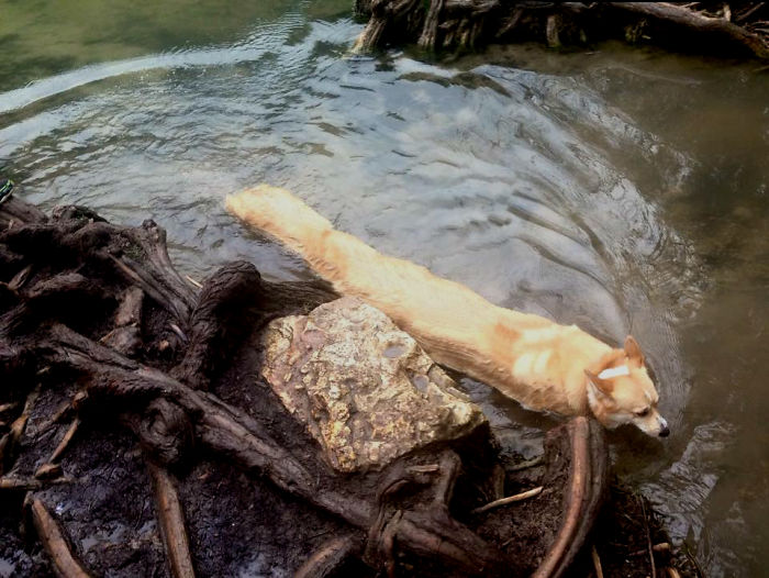 Took A Photo Of Butters The Corgi While She Was Swimming On Panorama Mode. Created A Corgi-Pillar