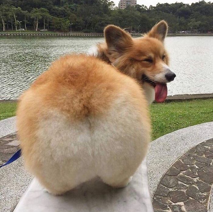 I Know You Like It Thicc