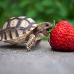 reneeholifield avatar