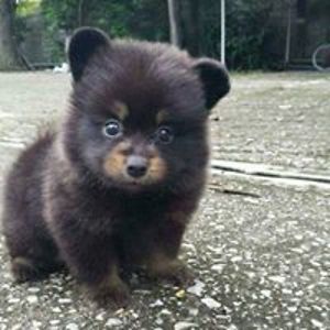 tanialaflamme01 avatar