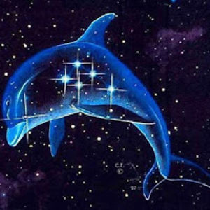 spacedolphin avatar