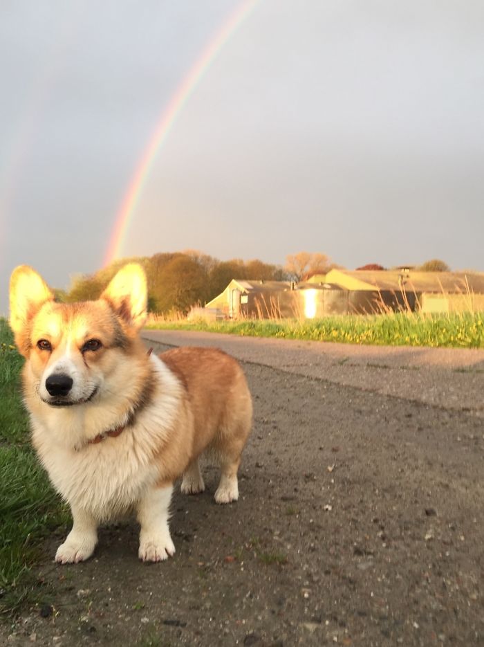 Corgi Is Power, Corgi Is Truth