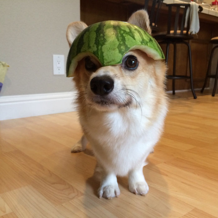 Made A Helmet For My Corgi