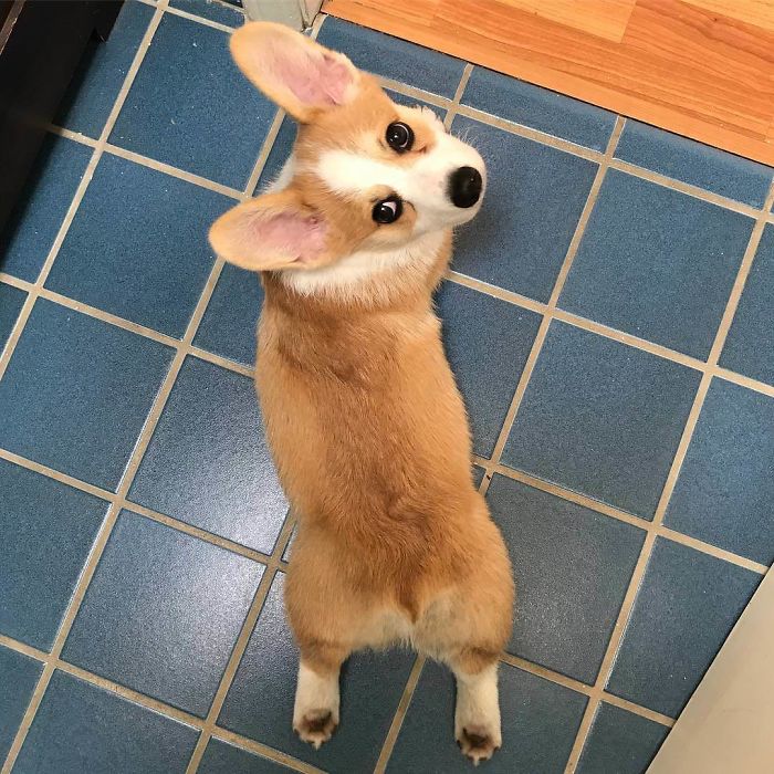 Hey How's My Sploot Form?