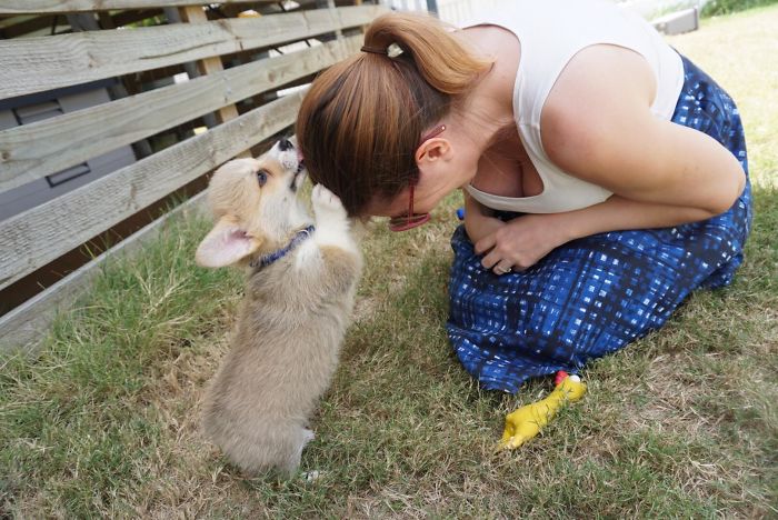 Photo Of The Time My Corgi Puppy Blessed Me On Her First Day Home
