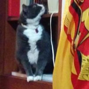 reggielemelin avatar