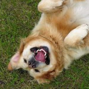 vanvarenbergxavier avatar