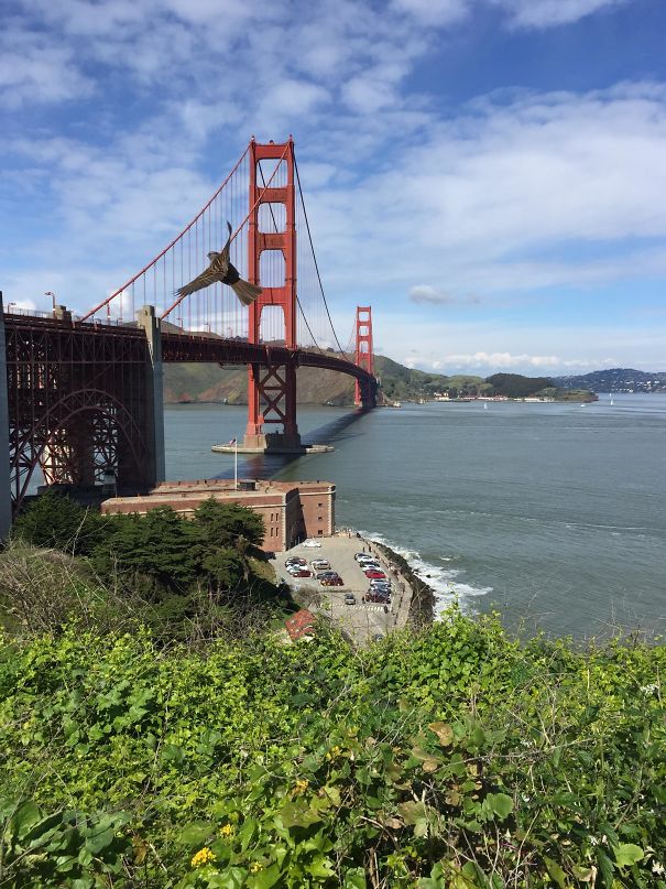 This Little Guy And The Golden Gate