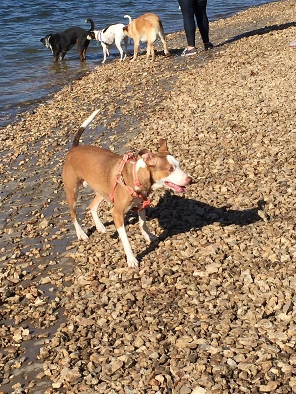 Thought I Took A Great Picture Of My Dog Then I Noticed The K9 Centipede In The Background