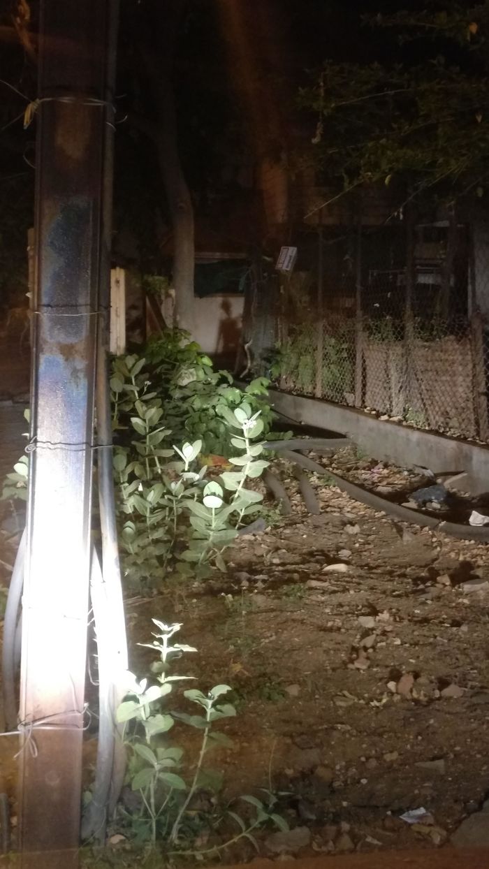 So As I Was Parking My Car At 12:30am I Saw This Creepy Looking Shadow (I Know It Isn't Paranormal, It Is Just A Random Combination Of Shadows) But It Scared The S**t Out Of Me