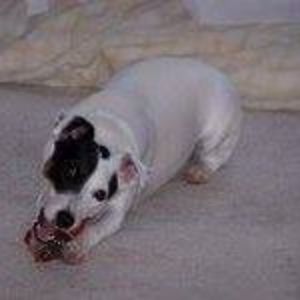 shirleyannett avatar