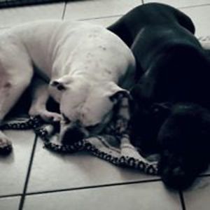 david_komorowski avatar