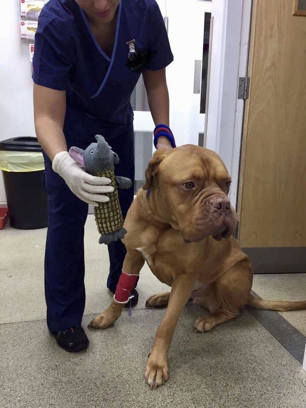 My Dog, Looking Ashamed, After A Recent Surgery Removing That Toy From His Stomach