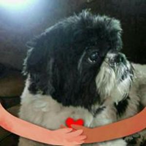 christine10times avatar