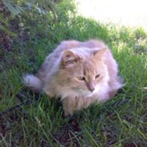 mark_abenstein avatar