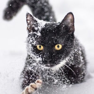 simonkaumiiii avatar