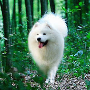 mariaanferova_1 avatar