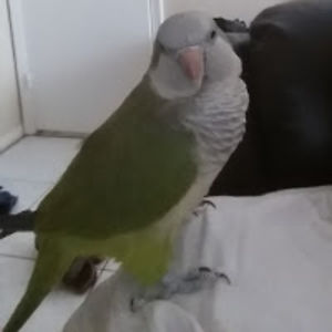 andrewsepulveda avatar