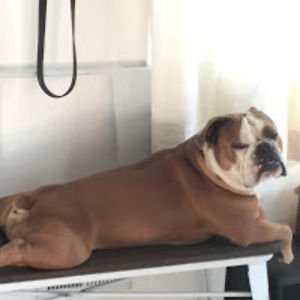 monalisamonkey avatar