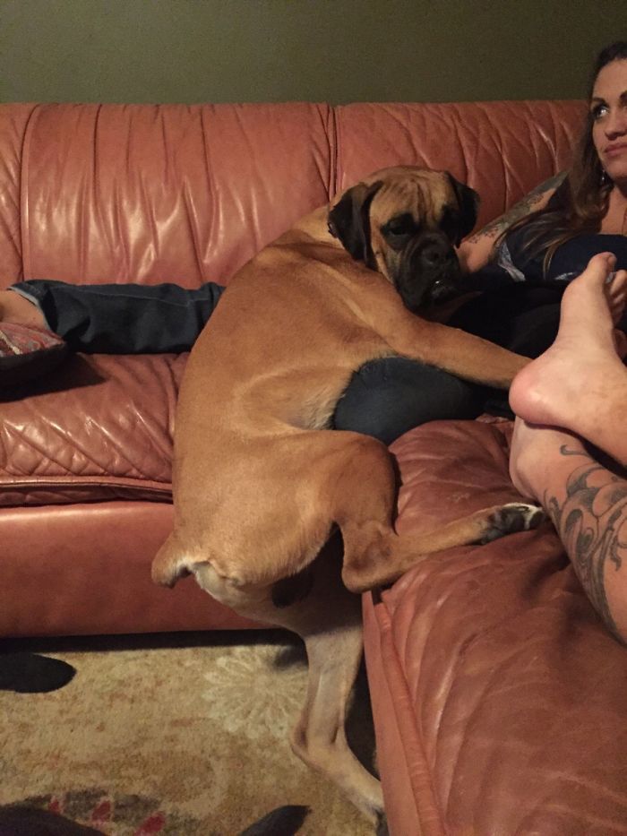 Adorable boxer dog sitting awkwardly on a couch with people, showcasing its quirky personality.