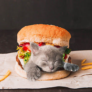 Cats In Food