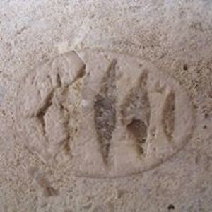 cataraxic-wolf avatar