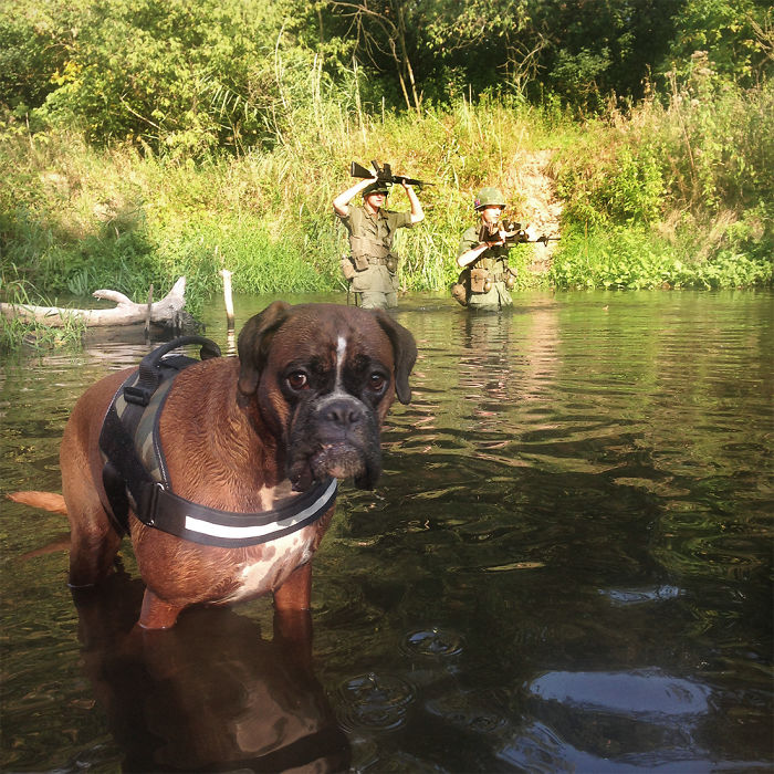 Boxer dog standing in water, with two people holding rifles in the background.