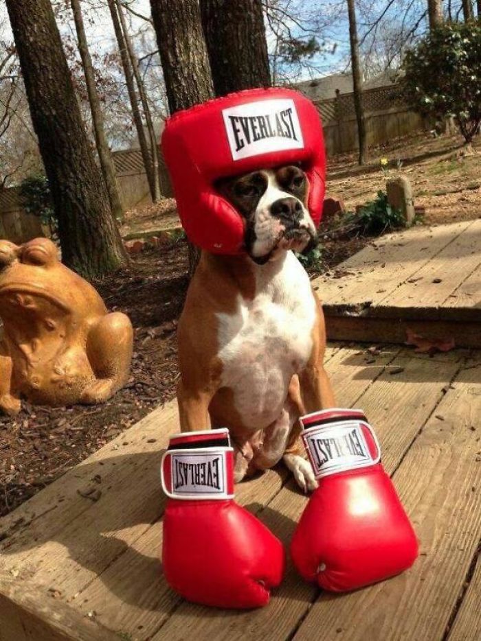 Boxer in boxing gear, wearing red gloves and helmet, looking adorable and quirky outdoors.