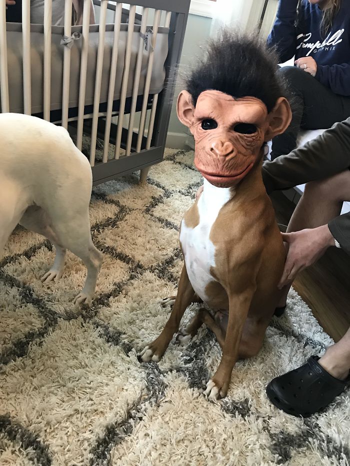 Boxer dog sitting on a rug, humorously wearing a monkey mask, showcasing its adorable and quirky nature.