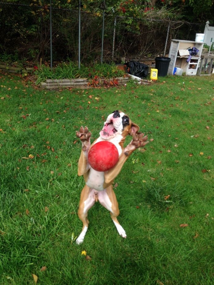 Boxer dog joyfully leaping to catch a red ball in a grassy yard, showcasing its quirky and adorable nature.
