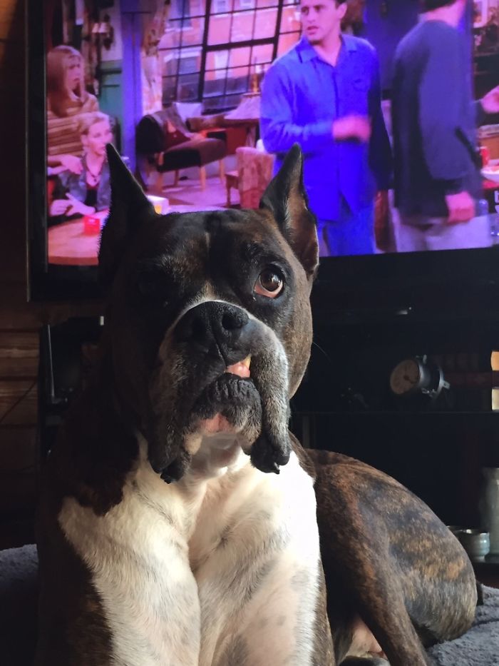 Boxer dog sitting adorably with a humorous expression, TV show playing in the background.