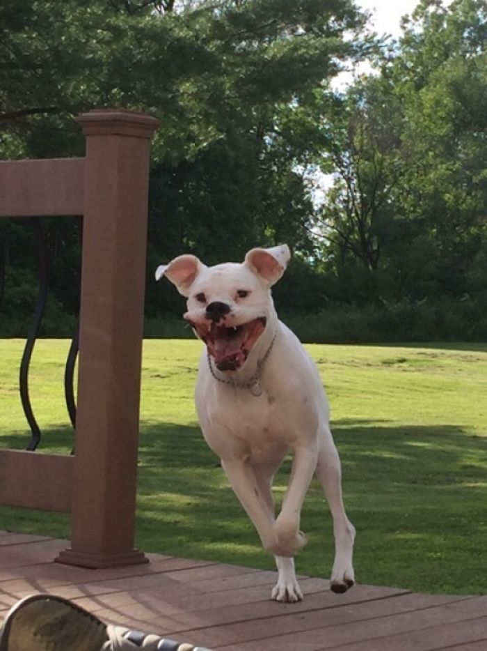 Adorable boxer dog joyfully running on a deck with a grassy background.