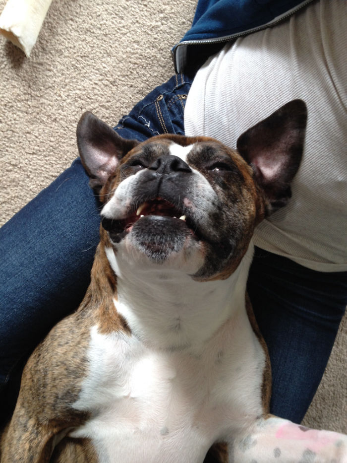 Boxer dog lying on its back with a humorous expression, showcasing its unique and adorable charm.