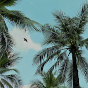 paulacarvalho avatar