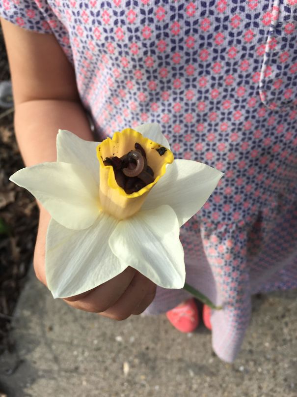 Worm Flower. My 4-Year-Old Chip Off The Old Block Collects Worms, Stores Them In Lilies And Gives Them To People As A Joke. Preschool Comedy Is The Highest Form Of Comedy Imho