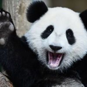 gerardmajerczyk avatar